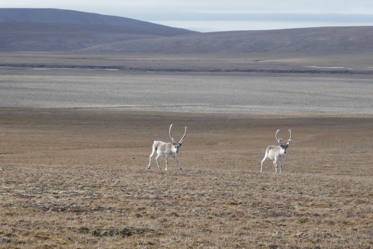 Canadian High Arctic Tundra | One Earth